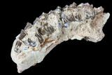 Oreodont (Merycoidodon) Jaw Section - South Dakota #128106-1